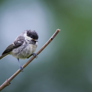 Redwell   June   2016 (304 Of 659).jpg